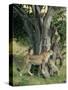 Cheetah Cubs Eight Months Old, Playing in Tree, Masai Mara National Reserve, Kenya, East Africa-Murray Louise-Stretched Canvas