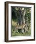 Cheetah Cubs Eight Months Old, Playing in Tree, Masai Mara National Reserve, Kenya, East Africa-Murray Louise-Framed Photographic Print