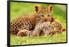 Cheetah Cubs in Grass Art Print Poster-null-Framed Poster