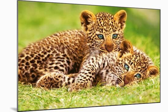 Cheetah Cubs in Grass Art Print Poster-null-Mounted Poster