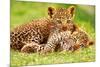 Cheetah Cubs in Grass Art Print Poster-null-Mounted Poster