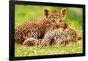 Cheetah Cubs in Grass Art Print Poster-null-Framed Poster