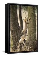 Cheetah Cubs Playing at Ngorongoro Conservation Area, Tanzania-Paul Souders-Framed Stretched Canvas