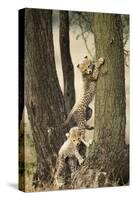 Cheetah Cubs Playing at Ngorongoro Conservation Area, Tanzania-Paul Souders-Stretched Canvas