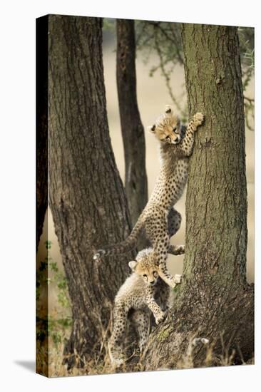 Cheetah Cubs Playing at Ngorongoro Conservation Area, Tanzania-Paul Souders-Stretched Canvas