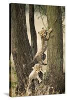 Cheetah Cubs Playing at Ngorongoro Conservation Area, Tanzania-Paul Souders-Stretched Canvas