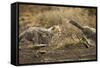 Cheetah Cubs Playing at Ngorongoro Conservation Area, Tanzania-Paul Souders-Framed Stretched Canvas