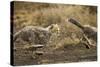 Cheetah Cubs Playing at Ngorongoro Conservation Area, Tanzania-Paul Souders-Stretched Canvas