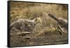 Cheetah Cubs Playing at Ngorongoro Conservation Area, Tanzania-Paul Souders-Framed Stretched Canvas