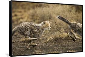 Cheetah Cubs Playing at Ngorongoro Conservation Area, Tanzania-Paul Souders-Framed Stretched Canvas