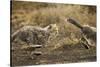 Cheetah Cubs Playing at Ngorongoro Conservation Area, Tanzania-Paul Souders-Stretched Canvas