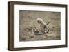 Cheetah Cubs Playing at Ngorongoro Conservation Area, Tanzania-Paul Souders-Framed Photographic Print