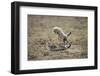 Cheetah Cubs Playing at Ngorongoro Conservation Area, Tanzania-Paul Souders-Framed Photographic Print