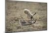 Cheetah Cubs Playing at Ngorongoro Conservation Area, Tanzania-Paul Souders-Mounted Photographic Print