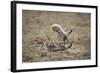 Cheetah Cubs Playing at Ngorongoro Conservation Area, Tanzania-Paul Souders-Framed Photographic Print