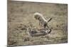 Cheetah Cubs Playing at Ngorongoro Conservation Area, Tanzania-Paul Souders-Mounted Photographic Print