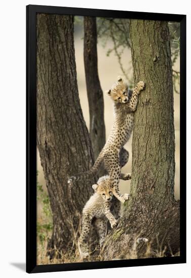 Cheetah Cubs Playing at Ngorongoro Conservation Area, Tanzania-Paul Souders-Framed Photographic Print