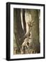 Cheetah Cubs Playing at Ngorongoro Conservation Area, Tanzania-Paul Souders-Framed Photographic Print