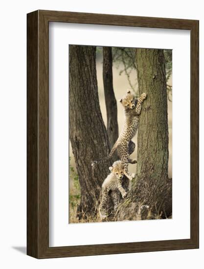 Cheetah Cubs Playing at Ngorongoro Conservation Area, Tanzania-Paul Souders-Framed Photographic Print