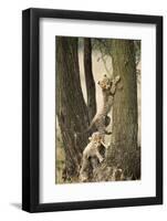 Cheetah Cubs Playing at Ngorongoro Conservation Area, Tanzania-Paul Souders-Framed Photographic Print