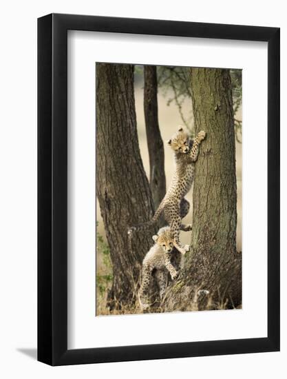 Cheetah Cubs Playing at Ngorongoro Conservation Area, Tanzania-Paul Souders-Framed Photographic Print