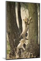 Cheetah Cubs Playing at Ngorongoro Conservation Area, Tanzania-Paul Souders-Mounted Photographic Print