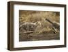 Cheetah Cubs Playing at Ngorongoro Conservation Area, Tanzania-Paul Souders-Framed Photographic Print