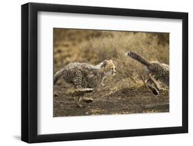 Cheetah Cubs Playing at Ngorongoro Conservation Area, Tanzania-Paul Souders-Framed Photographic Print