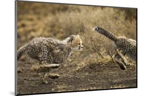 Cheetah Cubs Playing at Ngorongoro Conservation Area, Tanzania-Paul Souders-Mounted Photographic Print