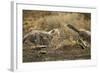 Cheetah Cubs Playing at Ngorongoro Conservation Area, Tanzania-Paul Souders-Framed Photographic Print