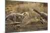 Cheetah Cubs Playing at Ngorongoro Conservation Area, Tanzania-Paul Souders-Mounted Photographic Print
