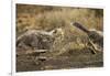 Cheetah Cubs Playing at Ngorongoro Conservation Area, Tanzania-Paul Souders-Framed Photographic Print