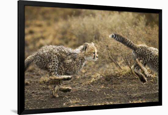Cheetah Cubs Playing at Ngorongoro Conservation Area, Tanzania-Paul Souders-Framed Photographic Print