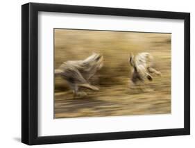 Cheetah Cubs Playing at Ngorongoro Conservation Area, Tanzania-Paul Souders-Framed Photographic Print