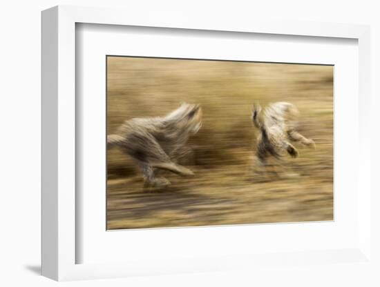 Cheetah Cubs Playing at Ngorongoro Conservation Area, Tanzania-Paul Souders-Framed Photographic Print