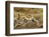 Cheetah Cubs Playing at Ngorongoro Conservation Area, Tanzania-Paul Souders-Framed Photographic Print