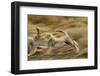 Cheetah Cubs Playing at Ngorongoro Conservation Area, Tanzania-Paul Souders-Framed Photographic Print