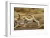 Cheetah Cubs Playing at Ngorongoro Conservation Area, Tanzania-Paul Souders-Framed Photographic Print