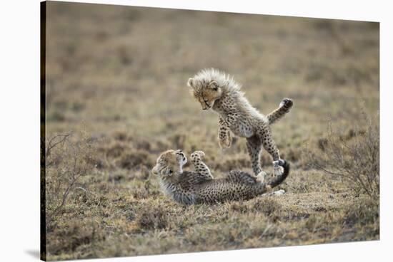 Cheetah Cubs Playing at Ngorongoro Conservation Area, Tanzania-Paul Souders-Stretched Canvas