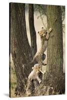 Cheetah Cubs Playing at Ngorongoro Conservation Area, Tanzania-Paul Souders-Stretched Canvas