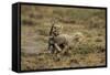 Cheetah Cubs Playing at Ngorongoro Conservation Area-Paul Souders-Framed Stretched Canvas