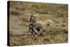 Cheetah Cubs Playing at Ngorongoro Conservation Area-Paul Souders-Stretched Canvas