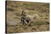 Cheetah Cubs Playing at Ngorongoro Conservation Area-Paul Souders-Stretched Canvas