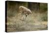 Cheetah Cubs Playing at Ngorongoro Conservation Area-Paul Souders-Stretched Canvas