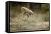 Cheetah Cubs Playing at Ngorongoro Conservation Area-Paul Souders-Framed Stretched Canvas