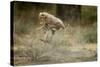 Cheetah Cubs Playing at Ngorongoro Conservation Area-Paul Souders-Stretched Canvas