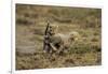 Cheetah Cubs Playing at Ngorongoro Conservation Area-Paul Souders-Framed Photographic Print