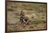 Cheetah Cubs Playing at Ngorongoro Conservation Area-Paul Souders-Framed Photographic Print