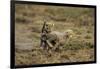 Cheetah Cubs Playing at Ngorongoro Conservation Area-Paul Souders-Framed Photographic Print