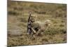 Cheetah Cubs Playing at Ngorongoro Conservation Area-Paul Souders-Mounted Photographic Print